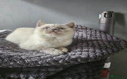 British Shorthair cats for sale: British Shorthair Kittens in Bradford - Image 21