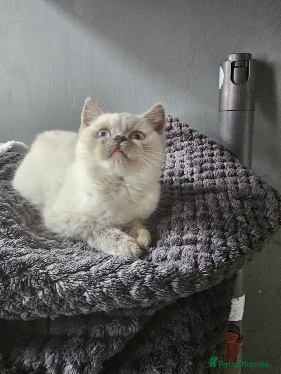 British Shorthair cats for sale: British Shorthair Kittens in Bradford - Image 21
