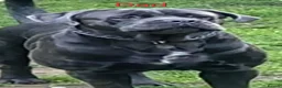 Cane Corso dogs for sale: Cane Corso - Advert 13