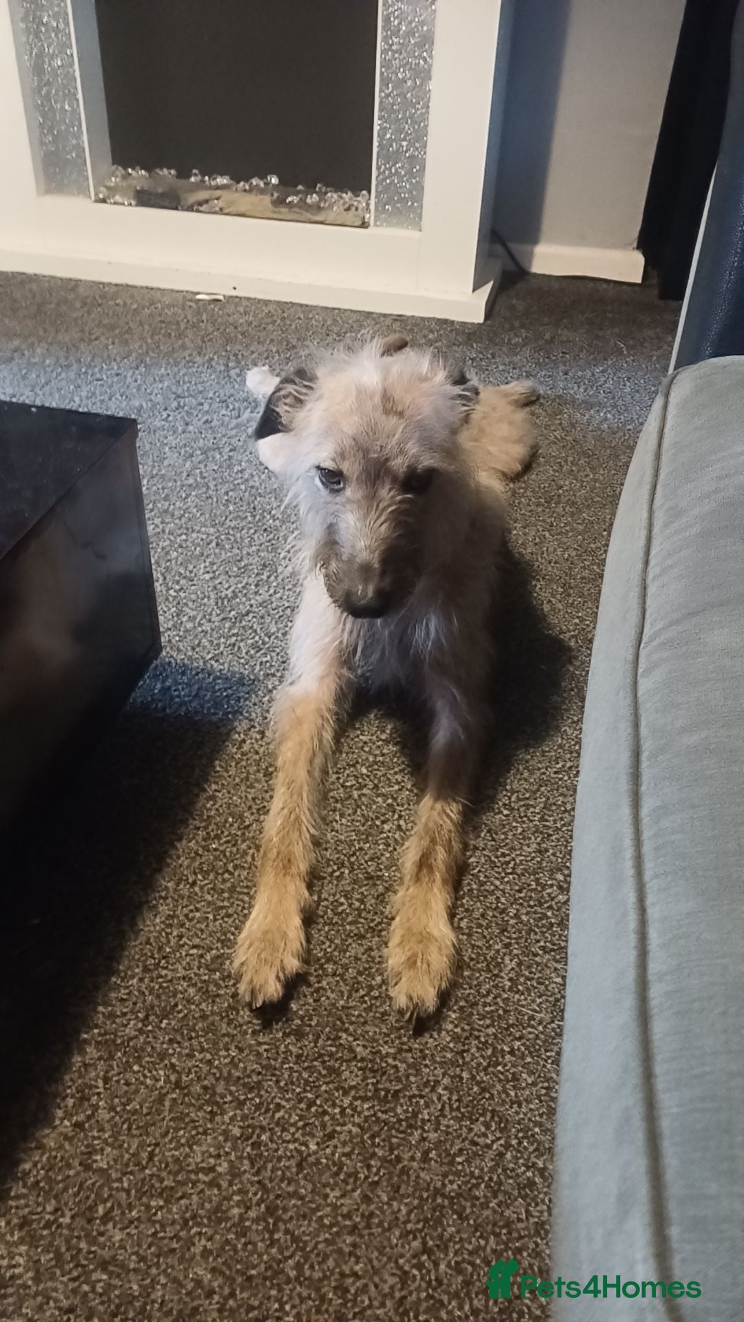 Lurcher dogs for stud: Dog for stud - Image 6