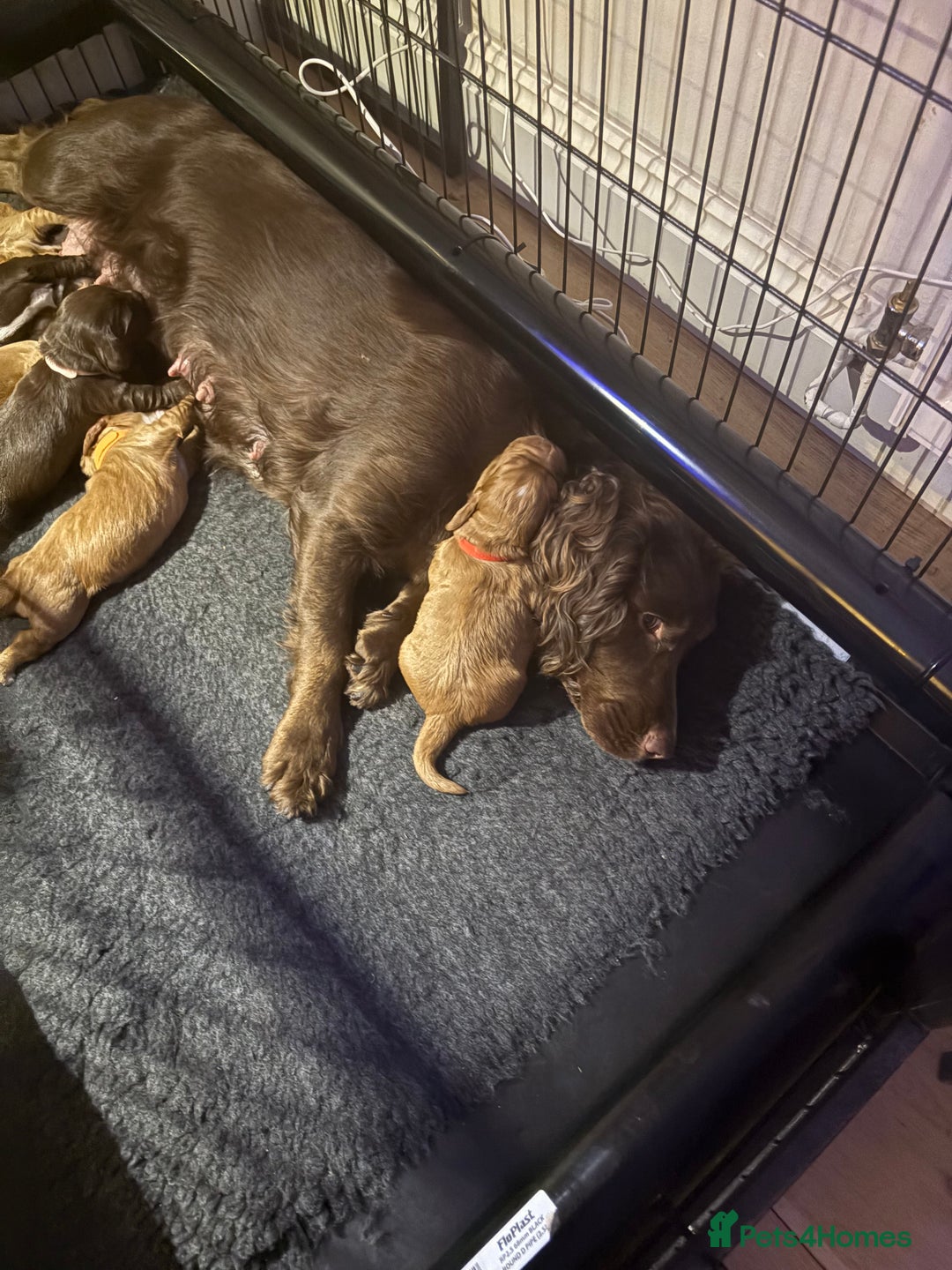 Cocker Spaniel dogs for sale: Working Cocker Spaniel puppy’s  - Advert 11