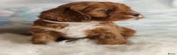 Cavapoo dogs for sale:  Beautiful Cavapoo  - Advert 14