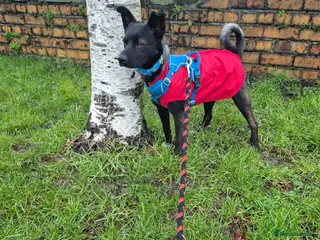 Mixed Breed dogs PUPI! - Advert 7