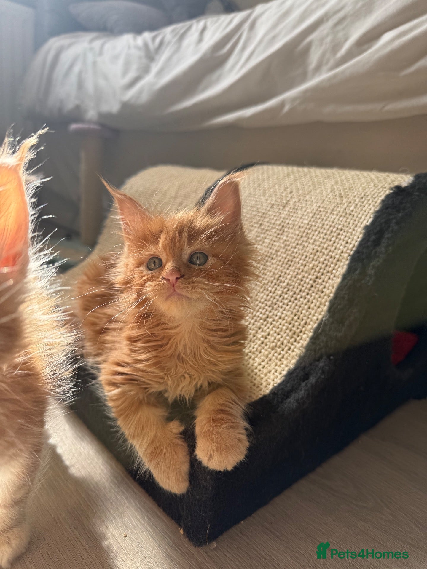 Maine Coon cats Tica registered Maine Coons - Advert 5