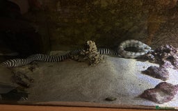 Other/Mixed Breed fish for sale: FREE 3 morays eels - Image 2