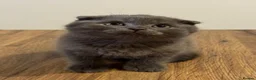 Scottish Fold cats for sale: Scottish Fold Toys - Advert 1