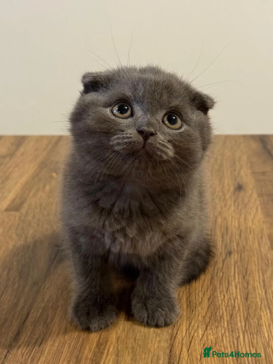 Scottish Fold cats for sale: Scottish Fold Toys - Advert 1
