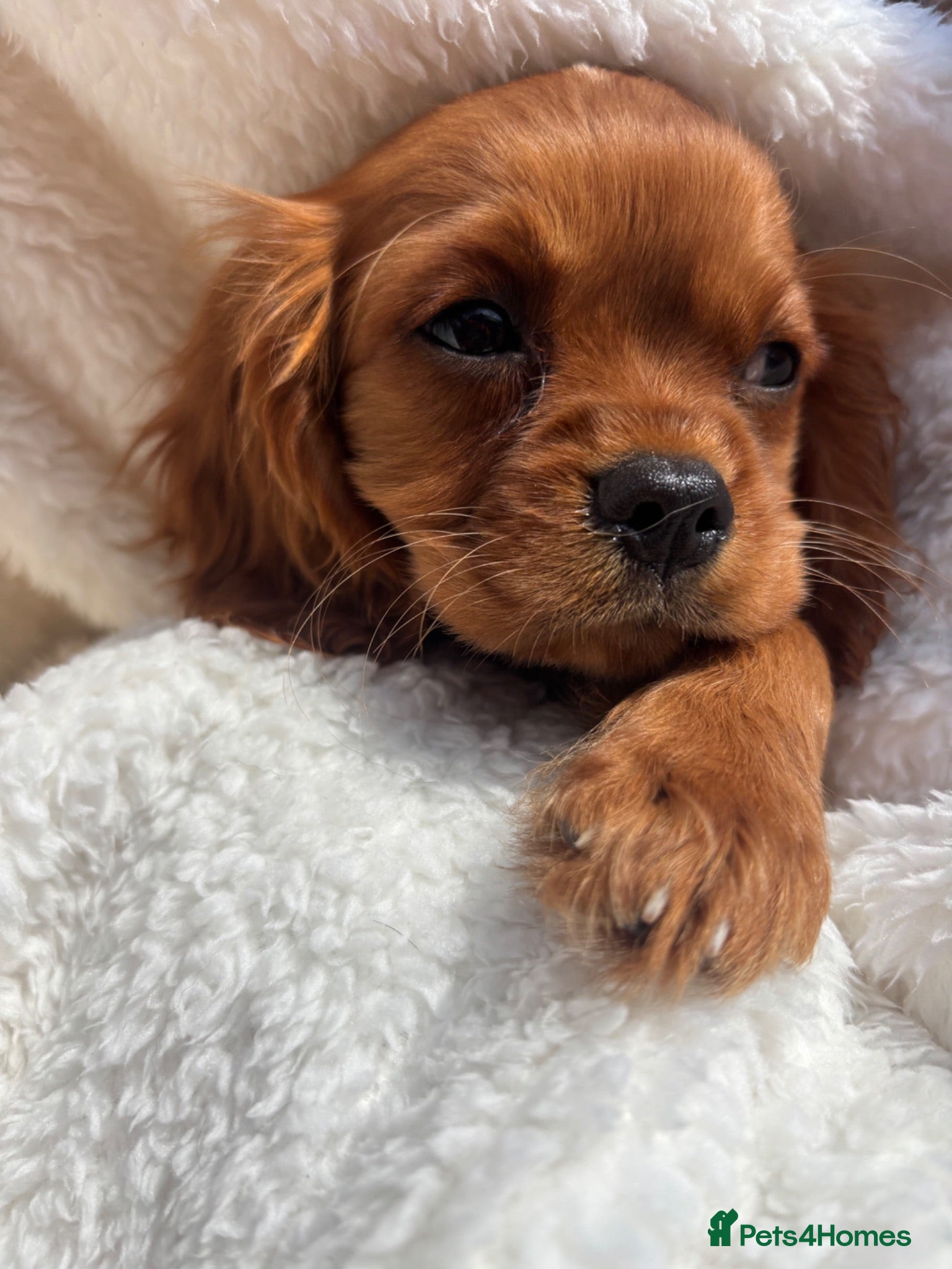 Cavalier King Charles Spaniel dogs Cavalier King Charles  - Advert 1