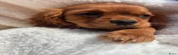 Cavalier King Charles Spaniel dogs for sale: Cavalier King Charles  - Advert 4