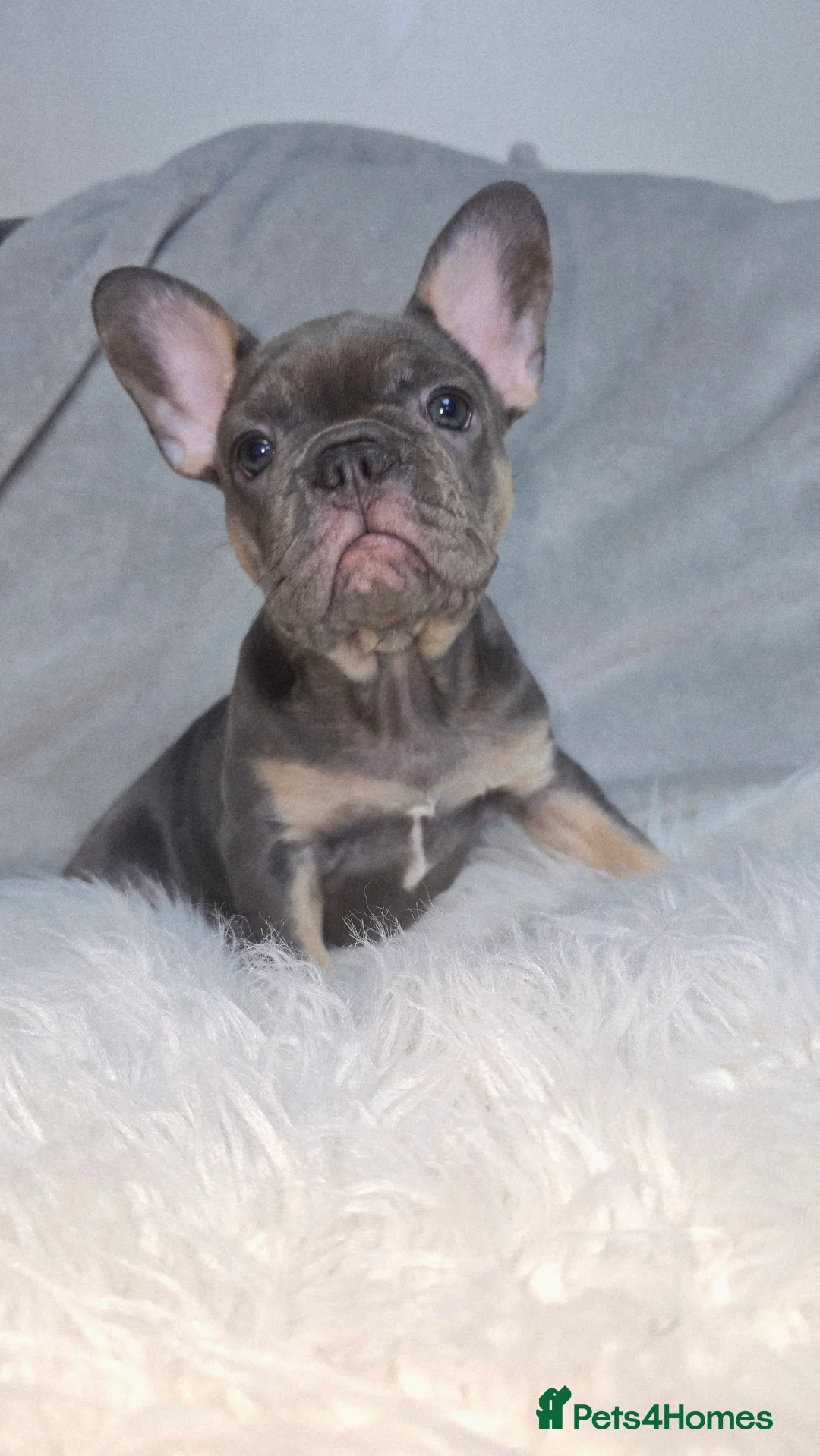 French Bulldog dogs for sale:  french bulldog puppies ( ready now )  - Advert 19