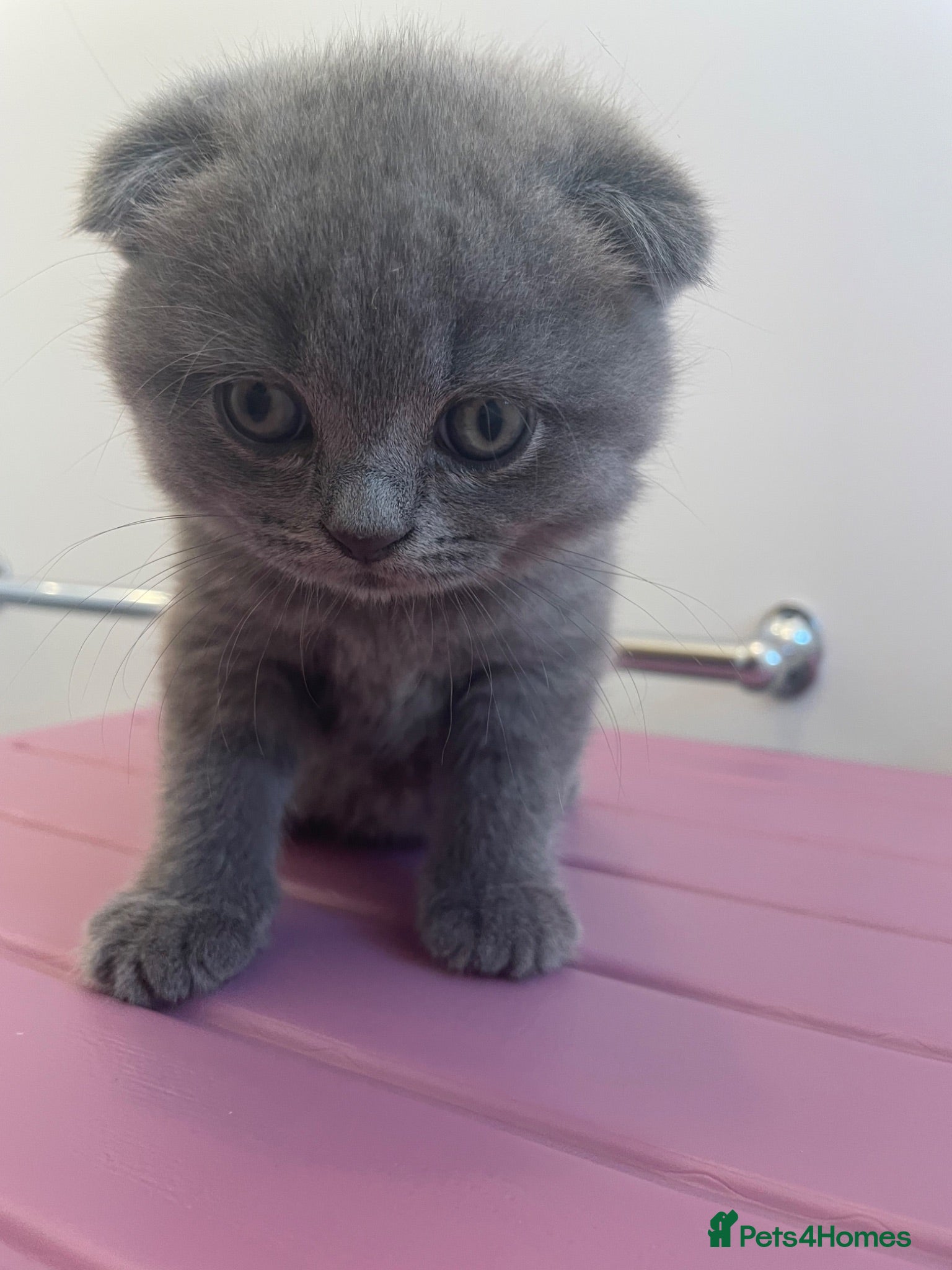 Scottish Fold cats 3 Scottish Fold/ Straight Kittens - Advert 4
