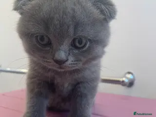 Scottish Fold cats 3 Scottish Fold/ Straight Kittens - Advert 4