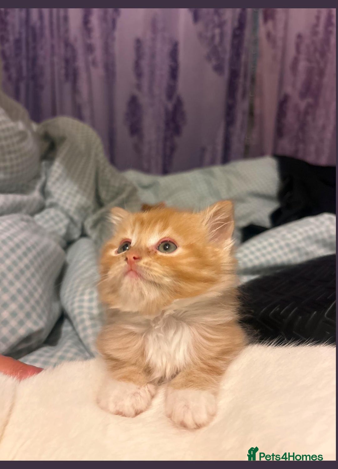 Mixed Breed cats for sale: Ginger tabby kittens  - Advert 1