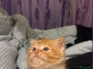 Mixed Breed cats Ginger tabby kittens - Advert 1