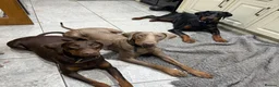 Dobermann dogs for stud: Doberman for stud health tested  - Advert 12