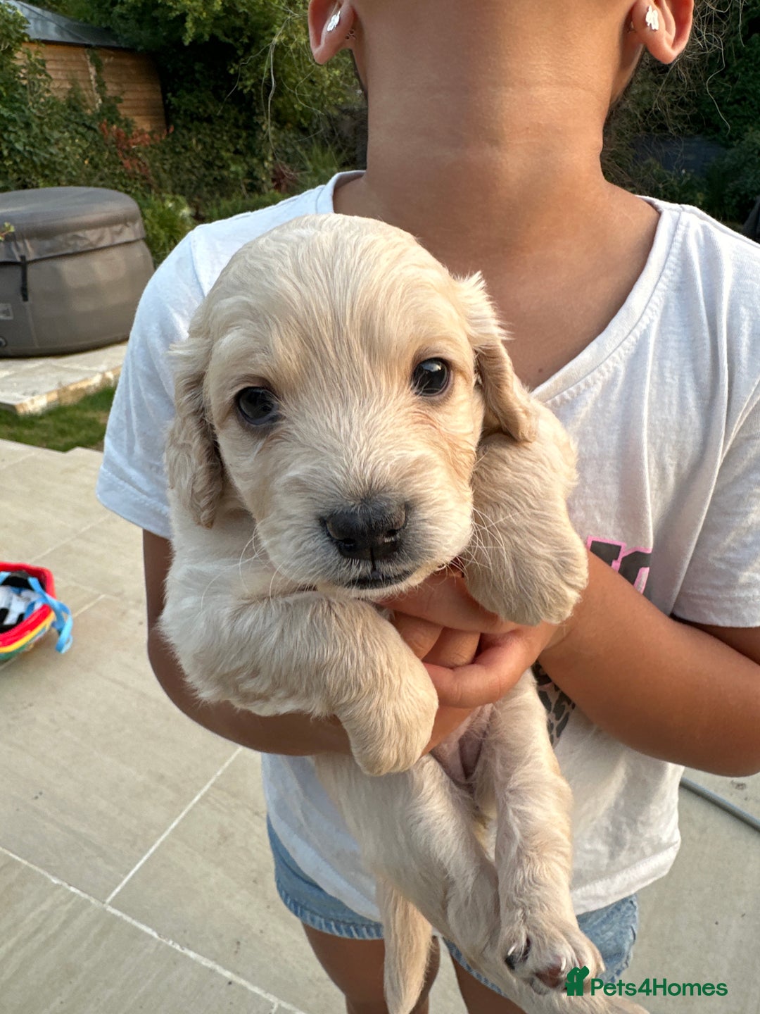 Cockapoo dogs for sale: Cockapoo puppies - Image 15