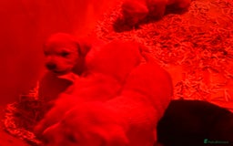 Labrador Retriever dogs for sale: Golden Labrador puppies - Advert 5