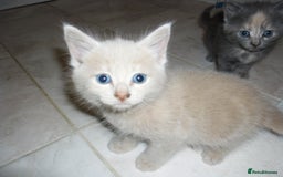 Mixed Breed cats for sale: 5 Beautiful kittens for sale  - Image 5