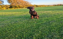 Dobermann dogs for sale: 9 month old doberman  - Image 9