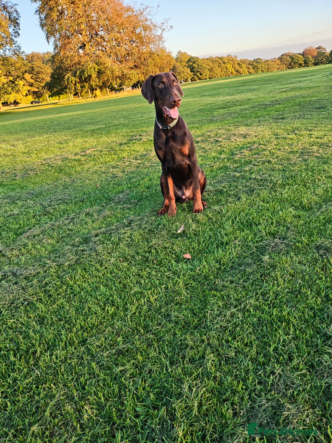 Dobermann dogs for sale: 9 month old doberman  - Image 9