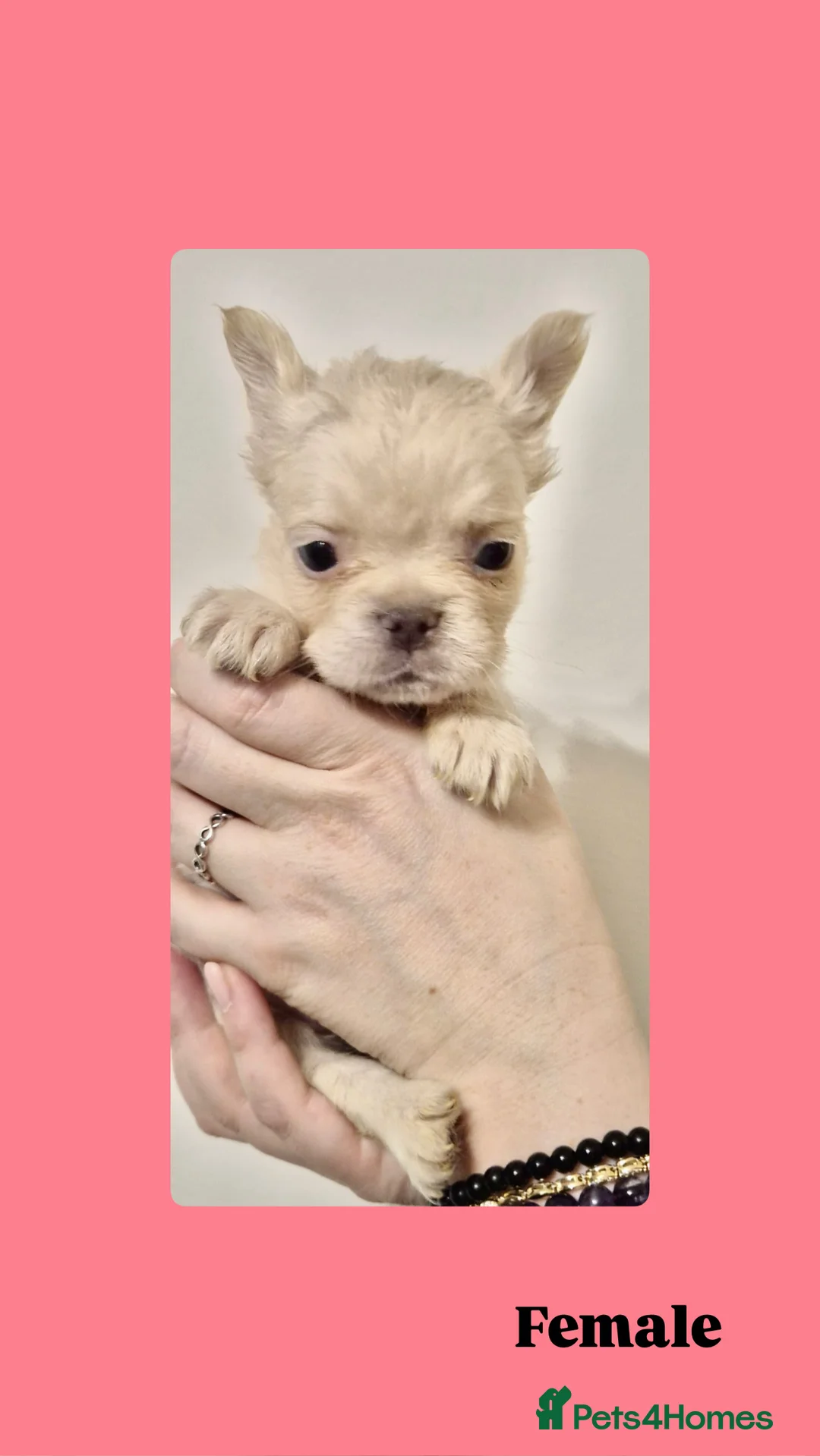 French Bulldog dogs for sale: French Bulldog Fluffy  - Advert 7