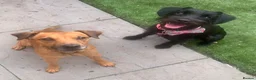 Patterjack dogs for sale: 3 year old lovely boy - Advert 4