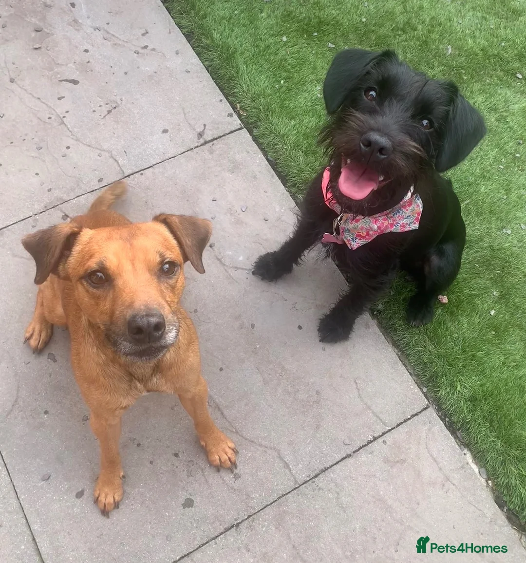 Patterjack dogs for sale: 3 year old lovely boy - Advert 4