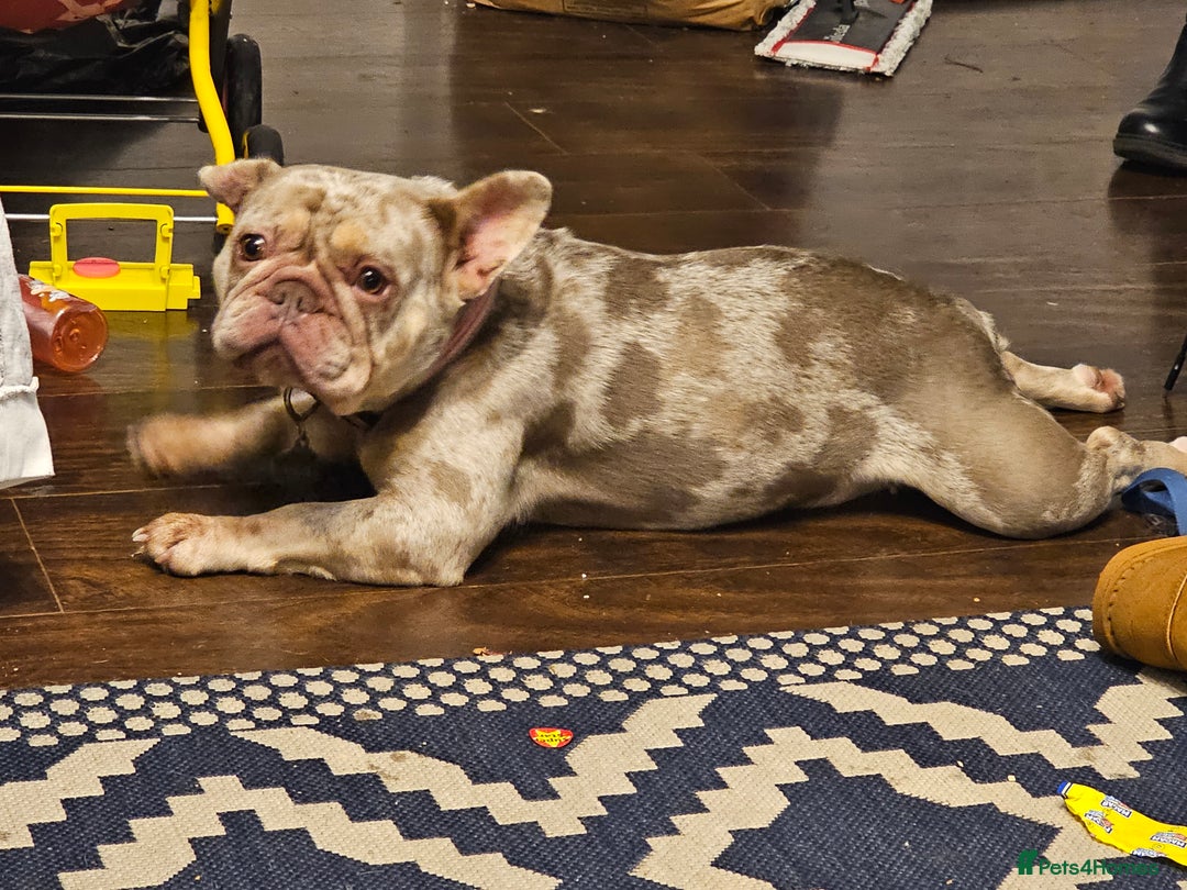 French Bulldog dogs for sale: Female 2 1/2 Yr old French bulldog - Advert 3