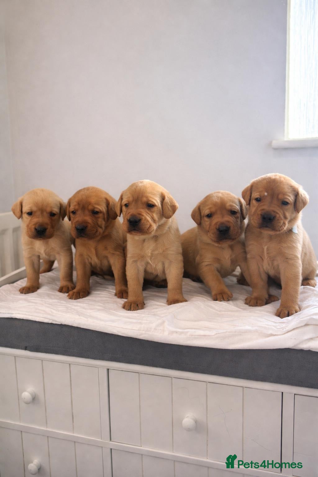 Labrador Retriever dogs Chunky fox red Labradors  - Advert 1