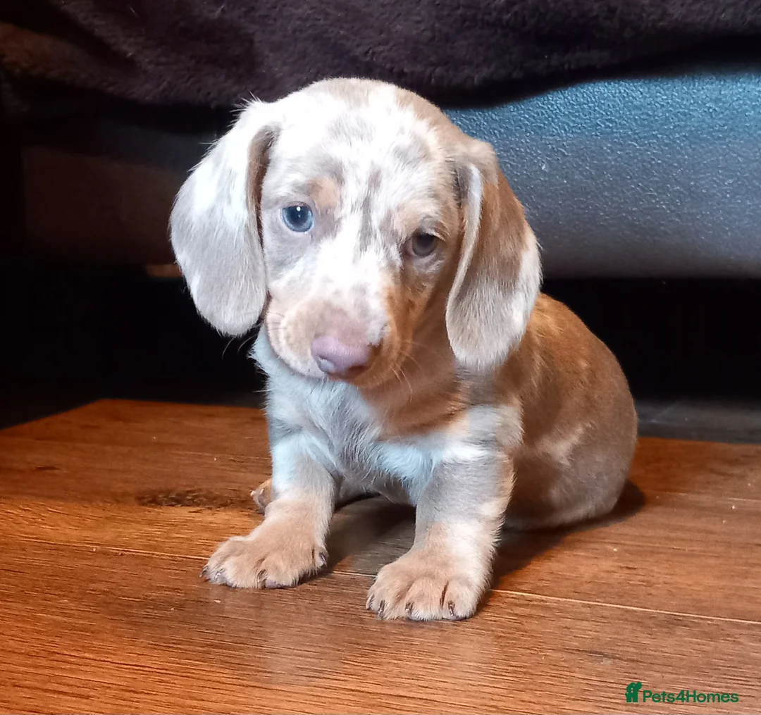 Miniature Dachshund dogs for sale: Beautiful mini dachshund  - Advert 4