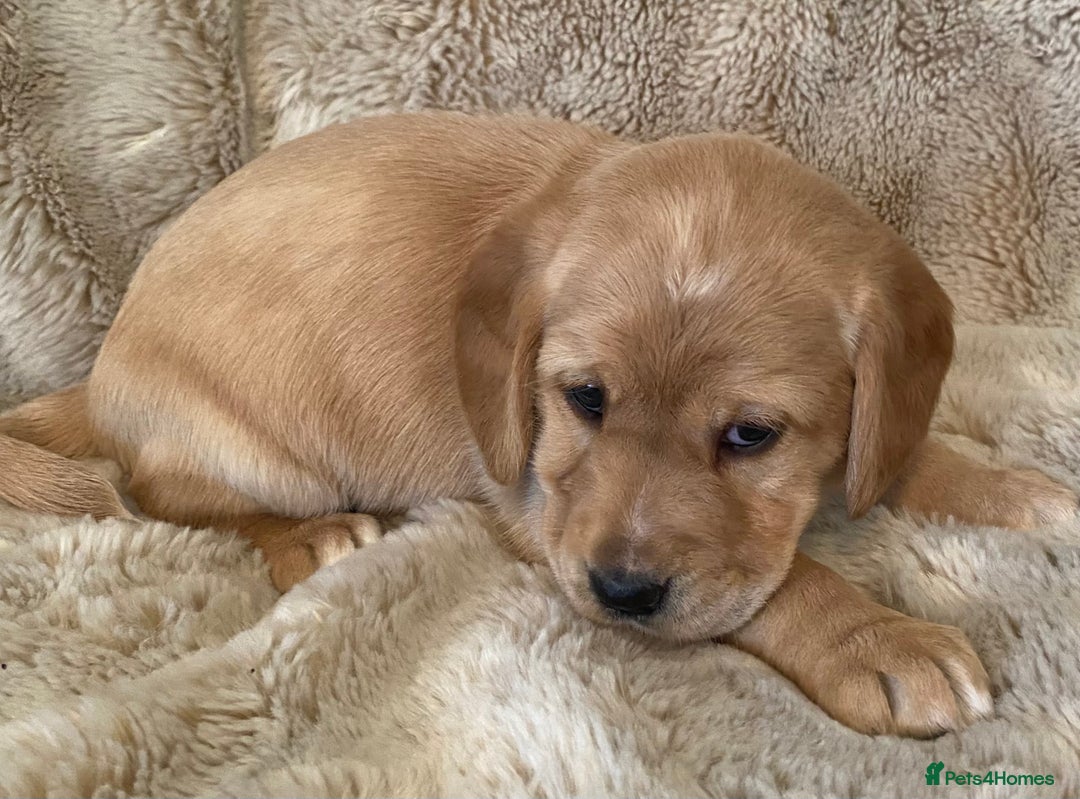 Cockerdor dogs for sale: Adorable f1 cockerdor puppies - Image 29