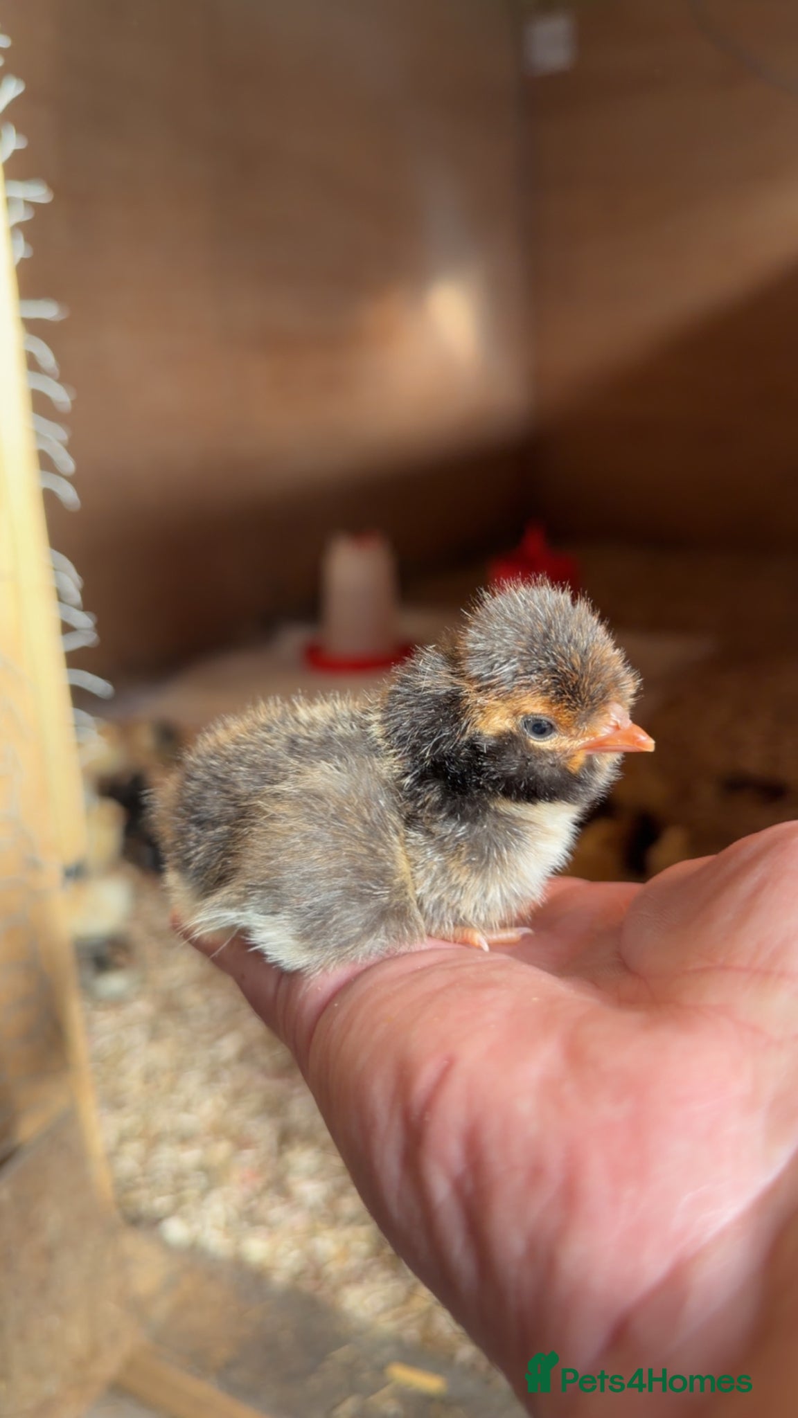 Chickens poultry Polish Chicks - Advert 2