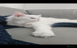 Persian cats for sale: Persian x Maine Coon  - Image 2