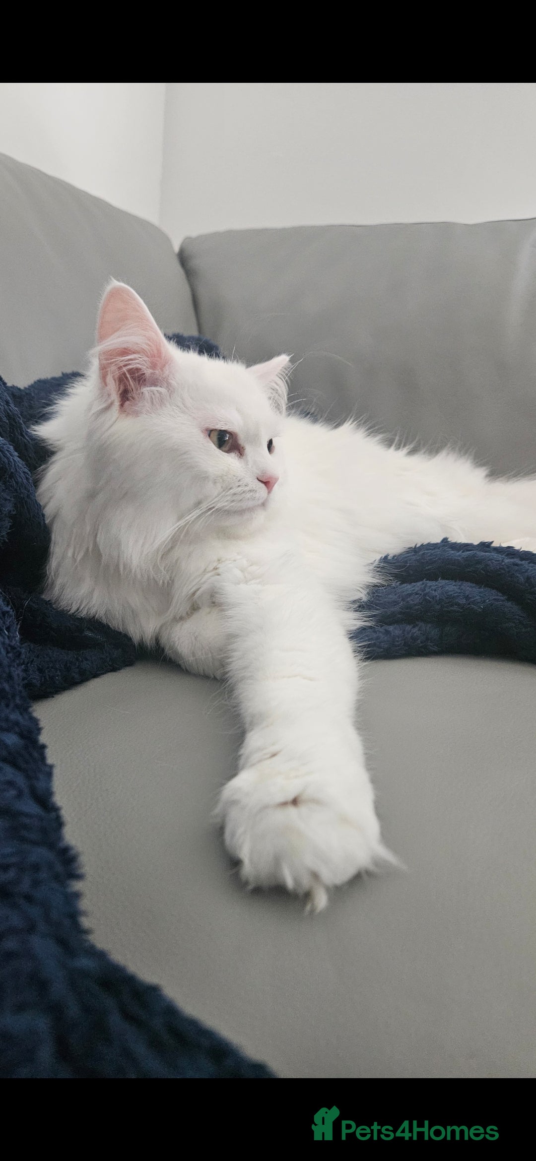 Persian cats for sale: Persian x Maine Coon  - Image 2