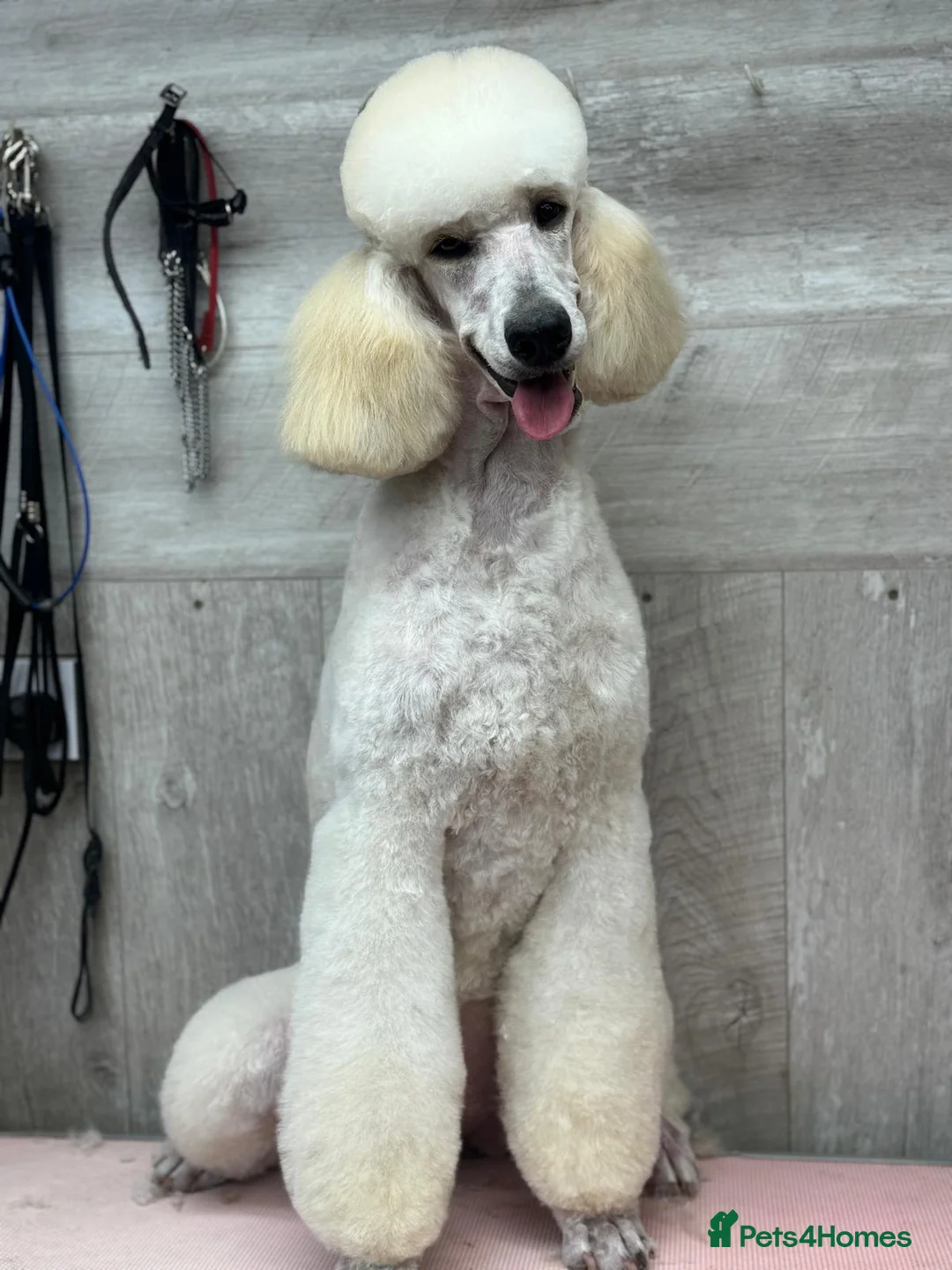 Standard Poodle dogs for sale: Elegant White Standard Poodle – Exceptional Lines - Advert 2