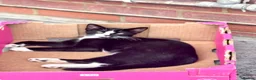 Mixed Breed cats for sale: Adorable brother and sister kittens for sale  - Advert 6