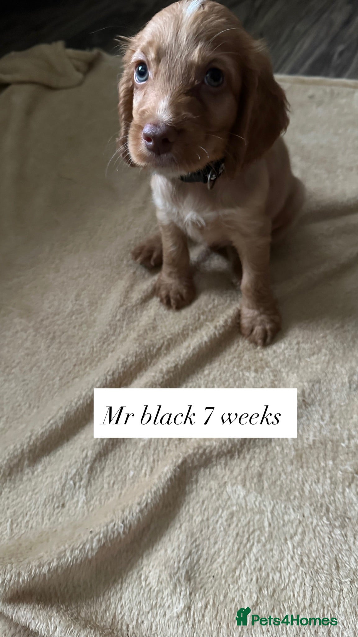 Cocker Spaniel dogs Beautiful top class red cockers - Advert 2