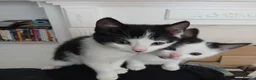 Mixed Breed cats for sale: Kittens to be rehomed in Wolverhampton - Advert 4