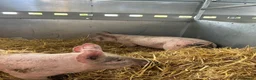 Pig livestock for sale: Large White Cross Weaners - Advert 3