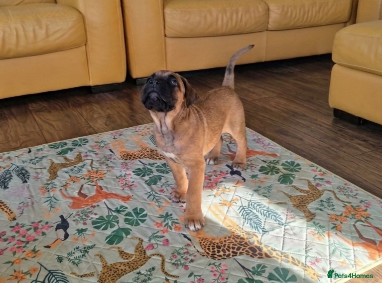 Mixed Breed dogs Cane Corso x Performance Mastiff  - Advert 2