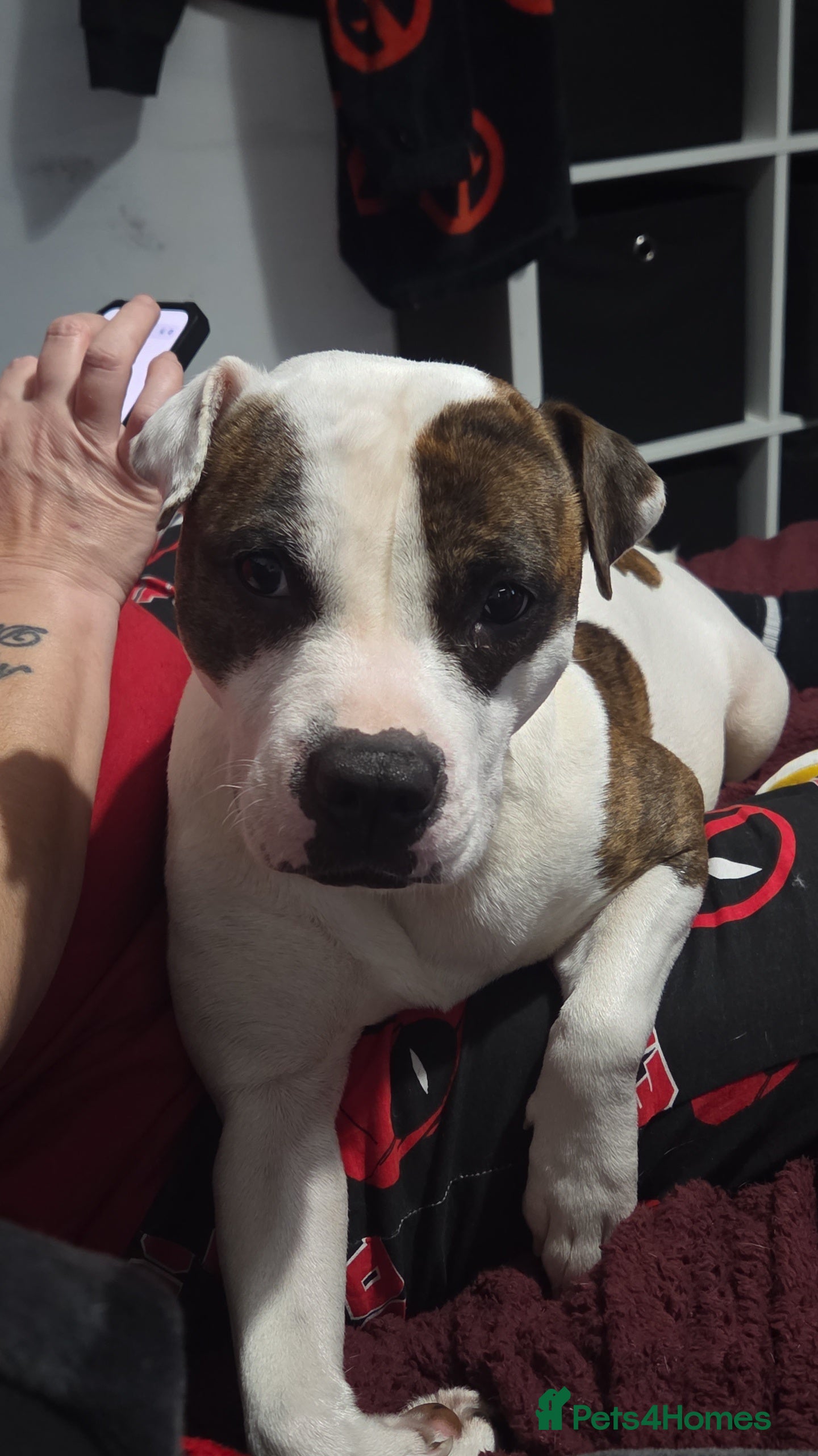 Mixed Breed dogs Staffy + cane course - Advert 3