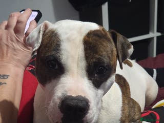 Mixed Breed dogs Staffy + cane course - Advert 1