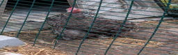 Chickens poultry for sale: Female Pekin Bantam Free in Warlingham - Advert 2