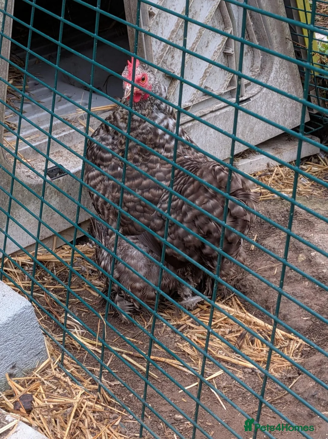 Chickens poultry for sale: Female Pekin Bantam Free in Warlingham - Advert 2