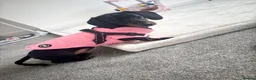 Miniature Dachshund dogs for sale: Miniature dachshund  in Sheffield - Advert 3