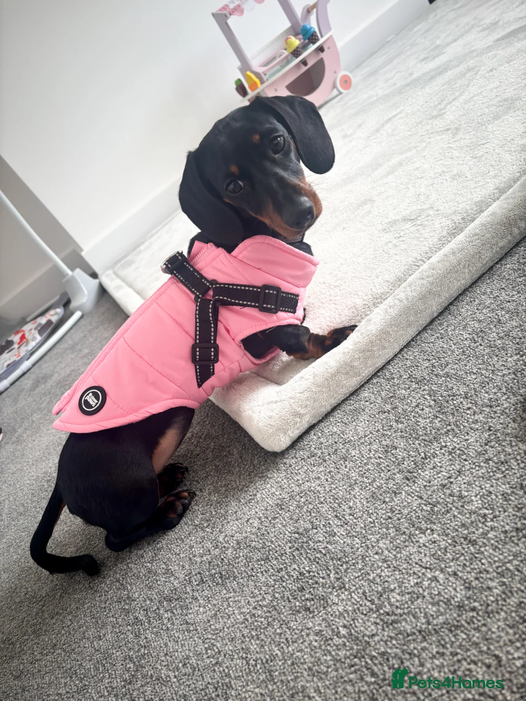 Miniature Dachshund dogs for sale: Miniature dachshund  in Sheffield - Advert 3