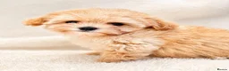 Maltipoo dogs for sale: Amazing TINY Korean Maltipoo Female Puppies. - Advert 7