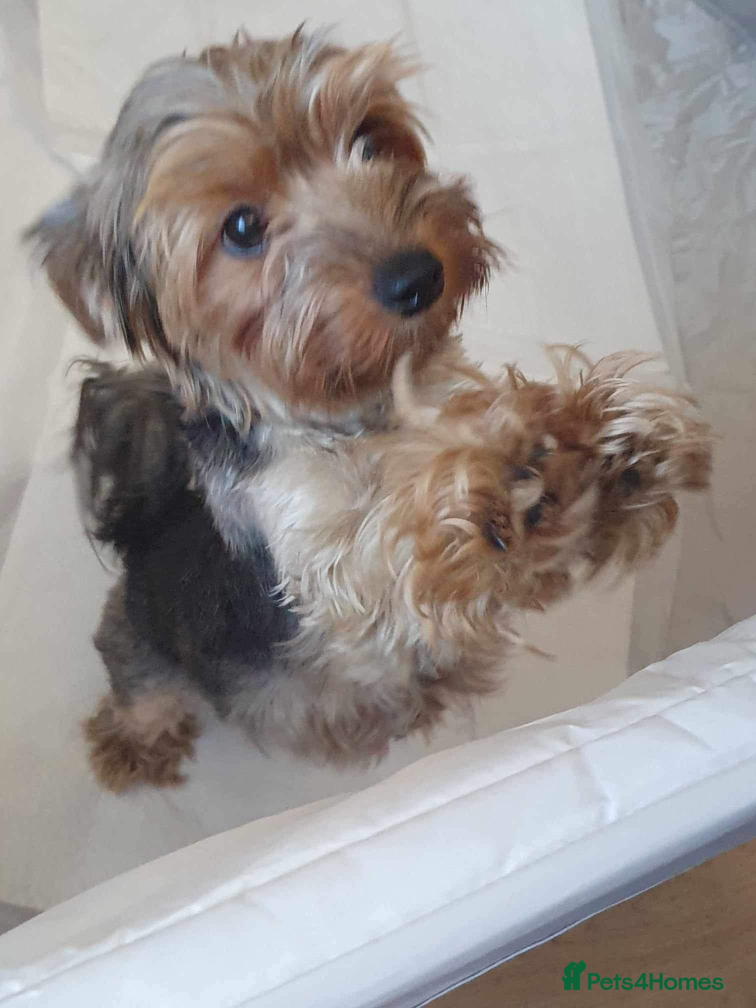 Yorkshire Terrier dogs Yorkshire terrier puppies  - Advert 2