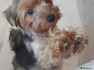Yorkshire Terrier dogs Yorkshire terrier puppies - Advert 2
