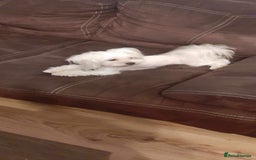 Maltese dogs for sale: Korean line Maltese puppies - Image 4